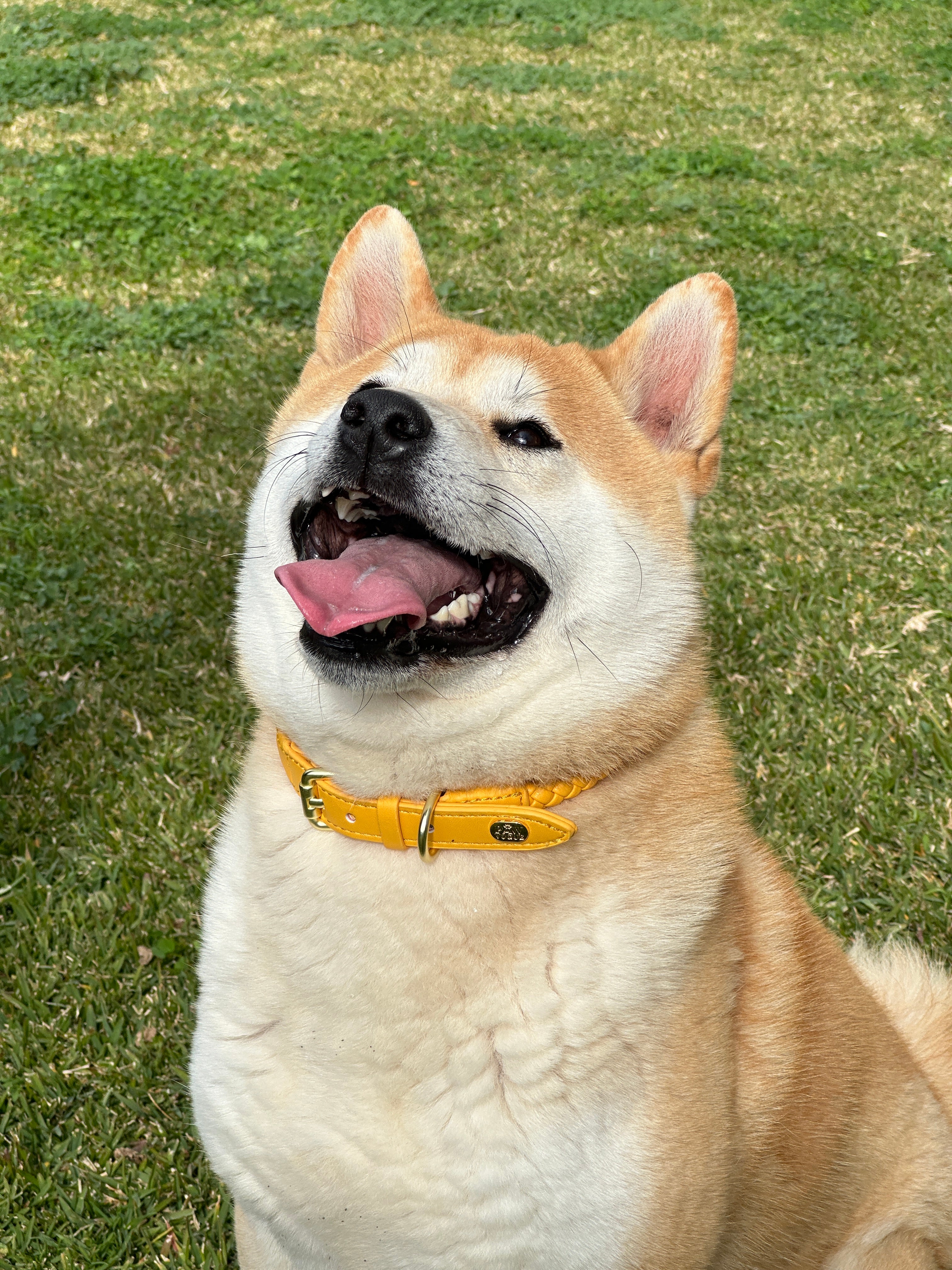 Braided Leather Pet Collar