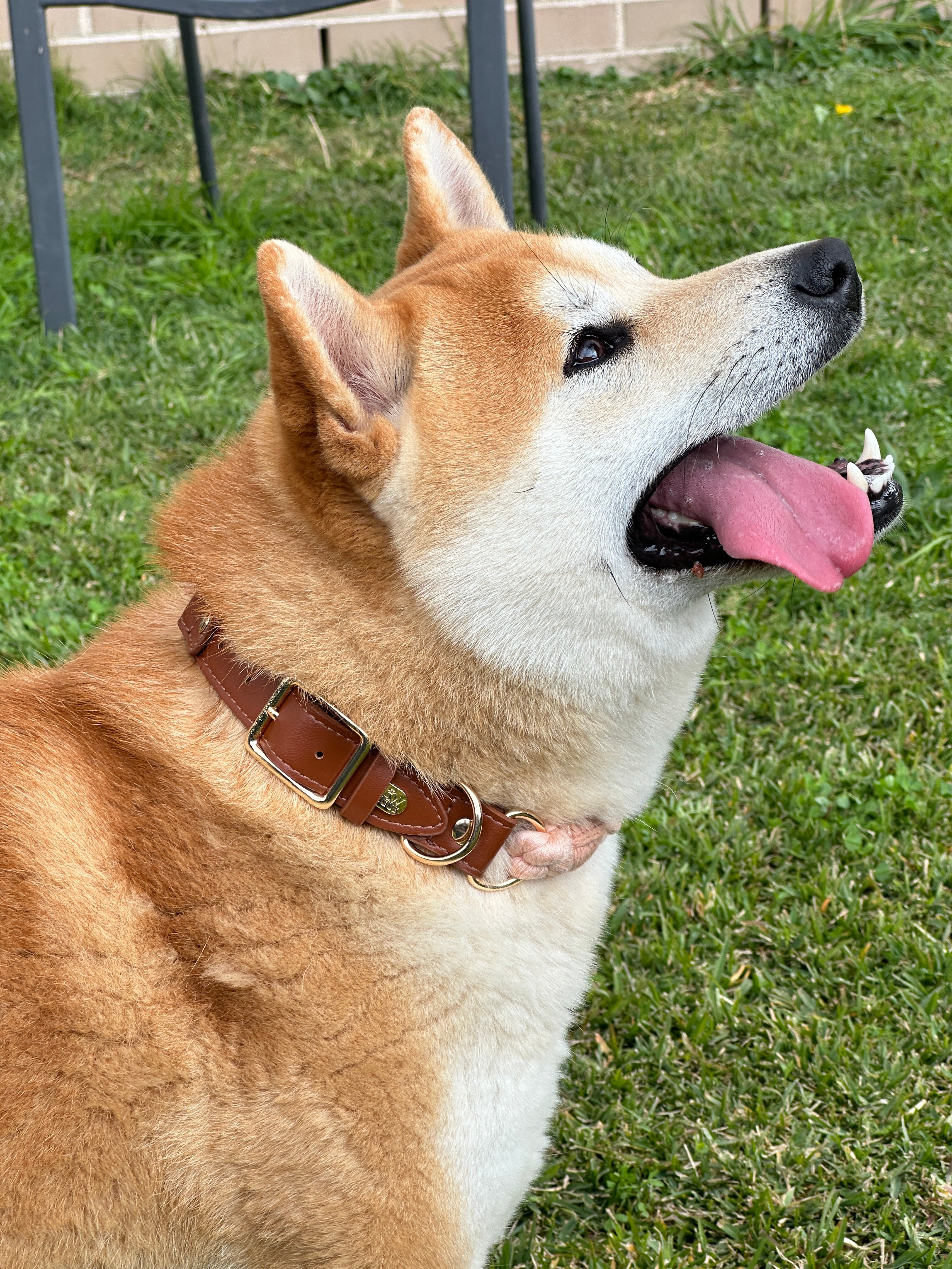 Braided Rope Pet Collar