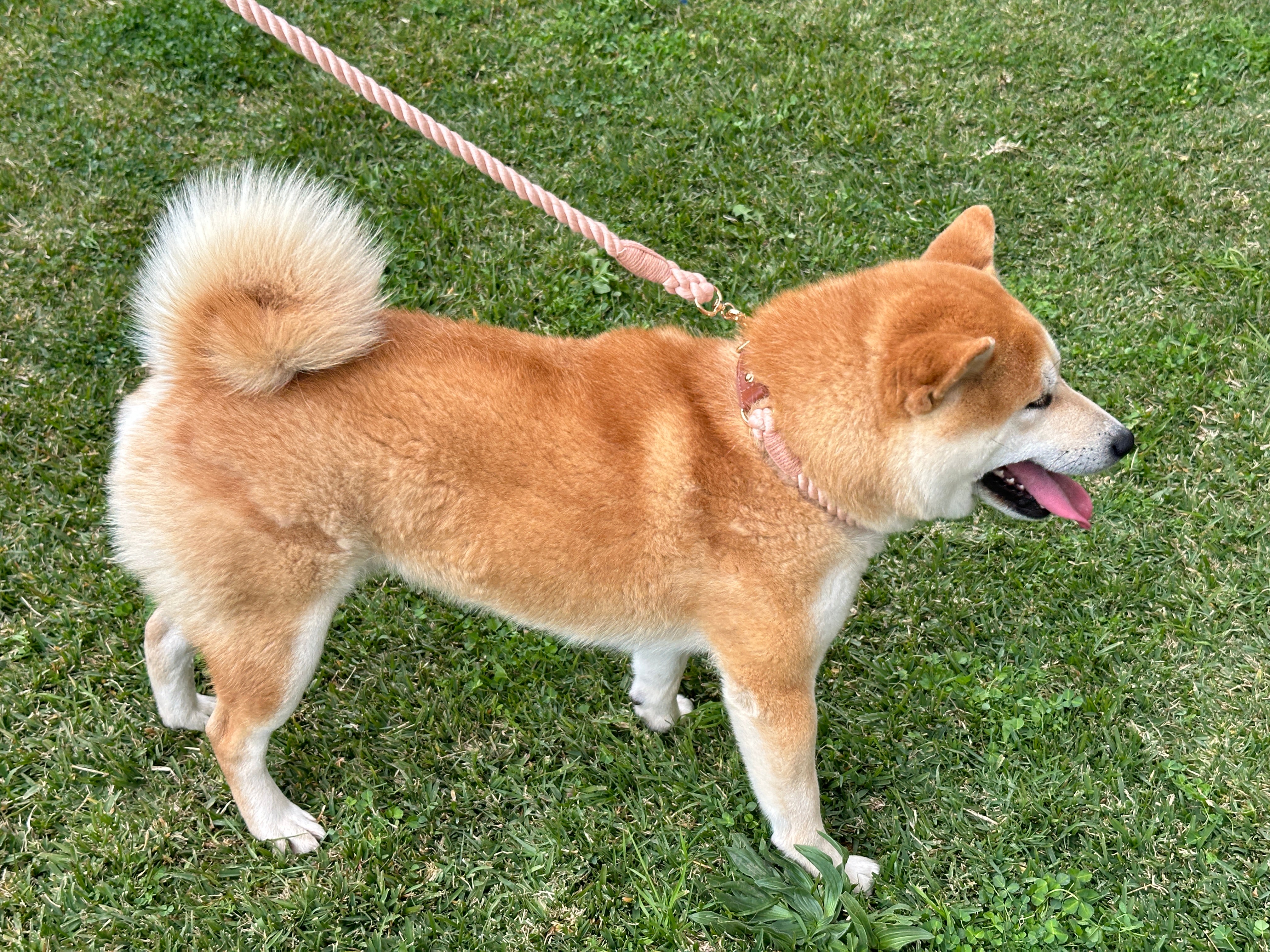 Pet Braided Rope Leash