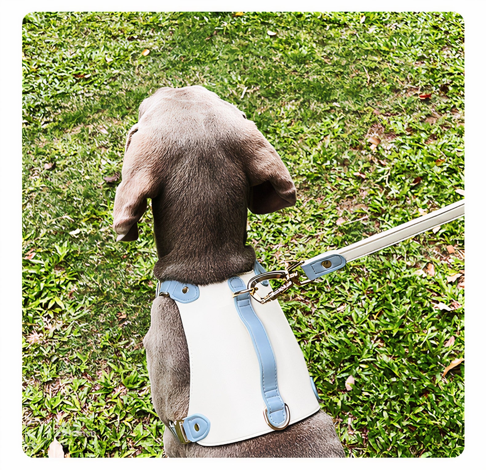 Premium Quick-Release Dog Harness